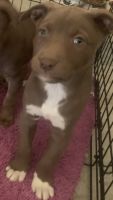 Mixed Puppies for sale in El Paso, TX, USA. price: NA