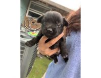 Mixed Puppies for sale in Hialeah, FL, USA. price: NA