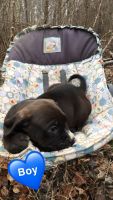 Mixed Puppies for sale in Savannah, TN 38372, USA. price: NA
