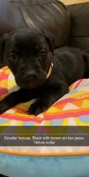 Mixed Puppies for sale in 824 E Elm Ave, Monroe, MI 48162, USA. price: NA
