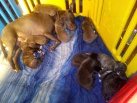 Mixed Puppies for sale in Schenectady, NY, USA. price: NA