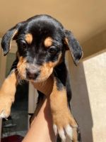 Mixed Puppies for sale in San Tan Valley, AZ, USA. price: NA