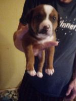 Mixed Puppies for sale in Odessa, TX 79761, USA. price: NA