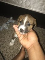 Mixed Puppies for sale in 5500 El Camino Del Rey St, Houston, TX 77081, USA. price: NA