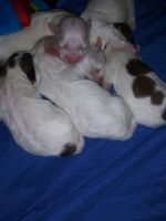 Mixed Puppies for sale in Broomall, PA 19008, USA. price: NA