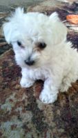 Mixed Puppies for sale in Niles, OH, USA. price: NA