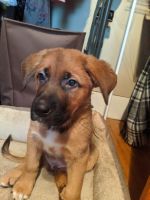Mixed Puppies for sale in Bryan, OH 43506, USA. price: NA