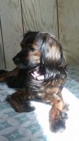 Mixed Puppies for sale in 1013 Atlantic Ave, Egg Harbor City, NJ 08215, USA. price: NA