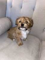 Mixed Puppies for sale in Las Vegas, NV 89119, USA. price: NA