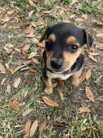 Mixed Puppies for sale in Tampa, FL, USA. price: NA