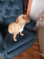 Mixed Puppies for sale in Sturgis, MI 49091, USA. price: NA