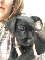 Mixed Puppies for sale in Greenville, MI 48838, USA. price: NA