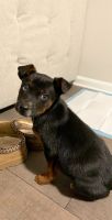 Mixed Puppies for sale in Greensboro, NC, USA. price: NA