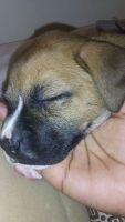 Mixed Puppies for sale in York, PA, USA. price: NA