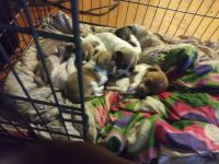 Mixed Puppies for sale in Calhoun, GA, USA. price: NA