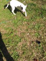 Mixed Puppies for sale in Surfside Beach, SC 29575, USA. price: NA