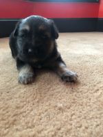 Mixed Puppies for sale in Fairburn, GA 30213, USA. price: NA