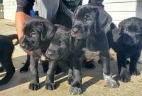 Mixed Puppies for sale in Hartington, NE 68739, USA. price: NA