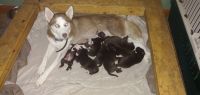 Mixed Puppies for sale in Gibsonburg, OH 43431, USA. price: NA