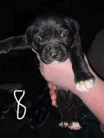 Mixed Puppies for sale in Griffin, GA 30223, USA. price: NA