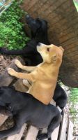 Mixed Puppies for sale in Laurens, SC 29360, USA. price: NA