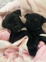 Mixed Puppies for sale in San Antonio, TX, USA. price: NA