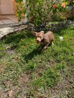 Mixed Puppies for sale in West Palm Beach, FL, USA. price: NA