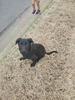 Mixed Puppies for sale in Memphis, TN, USA. price: NA