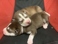 Mixed Puppies for sale in Orlando, FL, USA. price: NA