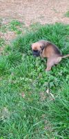 Mixed Puppies for sale in Corydon, IN 47112, USA. price: NA