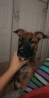 Mixed Puppies for sale in Naples, FL, USA. price: NA
