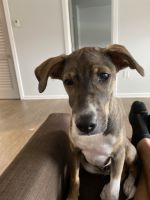 Mixed Puppies for sale in Boca Raton, FL, USA. price: NA