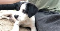 Mixed Puppies for sale in 6223 Allerton St, Houston, TX 77084, USA. price: NA