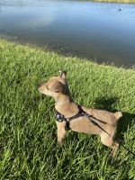 Mixed Puppies for sale in Brandon, FL, USA. price: NA