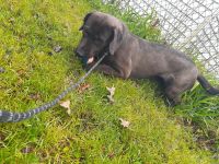 Mixed Puppies for sale in Westland, MI, USA. price: NA