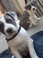 Mixed Puppies for sale in Union City, CA 94587, USA. price: NA