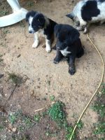 Mixed Puppies for sale in Titus, AL 36080, USA. price: NA