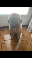 Mixed Puppies for sale in 7934 Longridge Dr, Houston, TX 77055, USA. price: NA