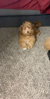 Mixed Puppies for sale in Las Vegas, NV, USA. price: NA