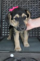 Mixed Puppies for sale in Memphis, MO 63555, USA. price: NA
