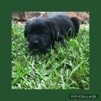 Mixed Puppies for sale in Montgomery, TX, USA. price: NA