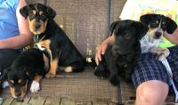 Mixed Puppies for sale in Chickasha, OK, USA. price: NA