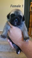 Mixed Puppies for sale in Blackfoot, ID 83221, USA. price: NA