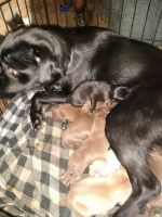Mixed Puppies for sale in Lansford, PA, USA. price: NA