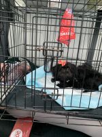 Mixed Puppies for sale in Manchester, CT, USA. price: NA