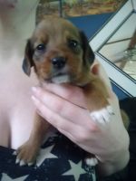 Mixed Puppies for sale in Newland, NC 28657, USA. price: NA