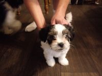 Mixed Puppies for sale in Louisville, KY, USA. price: NA
