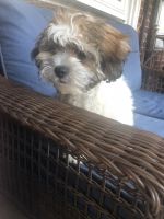 Mixed Puppies for sale in Brooklyn, NY, USA. price: NA