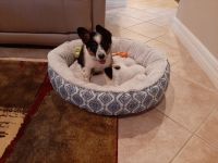 Mixed Puppies for sale in Fort Myers, FL, USA. price: NA