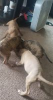 Mixed Puppies for sale in Warren, OH, USA. price: NA
